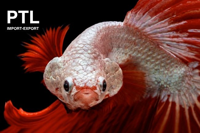 PTL-E028_BETTA SPLENDENS DRAGON